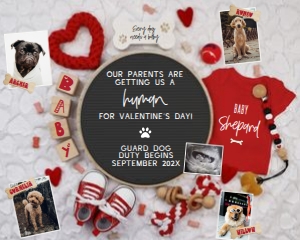 (Multiple Photos) 2+ Dogs Valentine's Day Pregnancy Announcement: Dog Valentine's Day Pregnancy Announcement