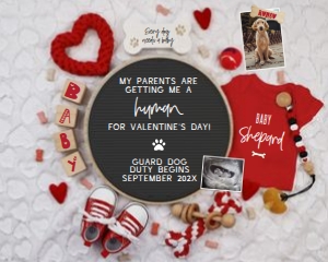 (1 Photo) 1 Dog Valentine's Day Pregnancy Announcement: Dog Valentine's Day Pregnancy Announcement