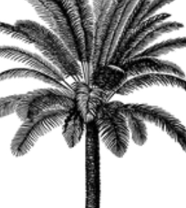 Marlowe ENV SQ Flap Liner: Minimal Black Palm Invitation ONLY